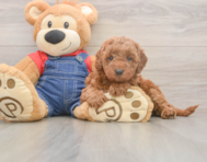 7 week old Mini Goldendoodle Puppy For Sale - Windy City Pups