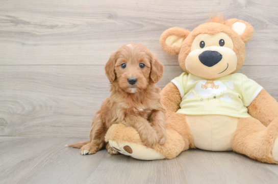 Cute Mini Goldendoodle Baby