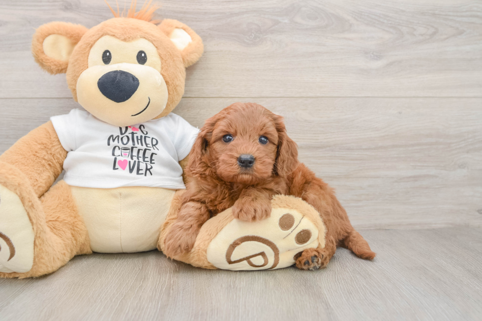 Mini Goldendoodle Pup Being Cute