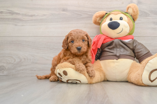 Happy Mini Goldendoodle Baby