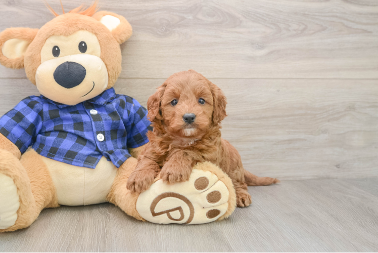 Small Mini Goldendoodle Baby