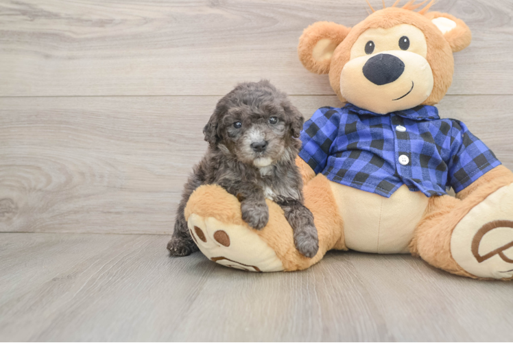 Best Mini Goldendoodle Baby