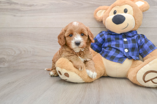 Energetic Golden Doodle Poodle Mix Puppy