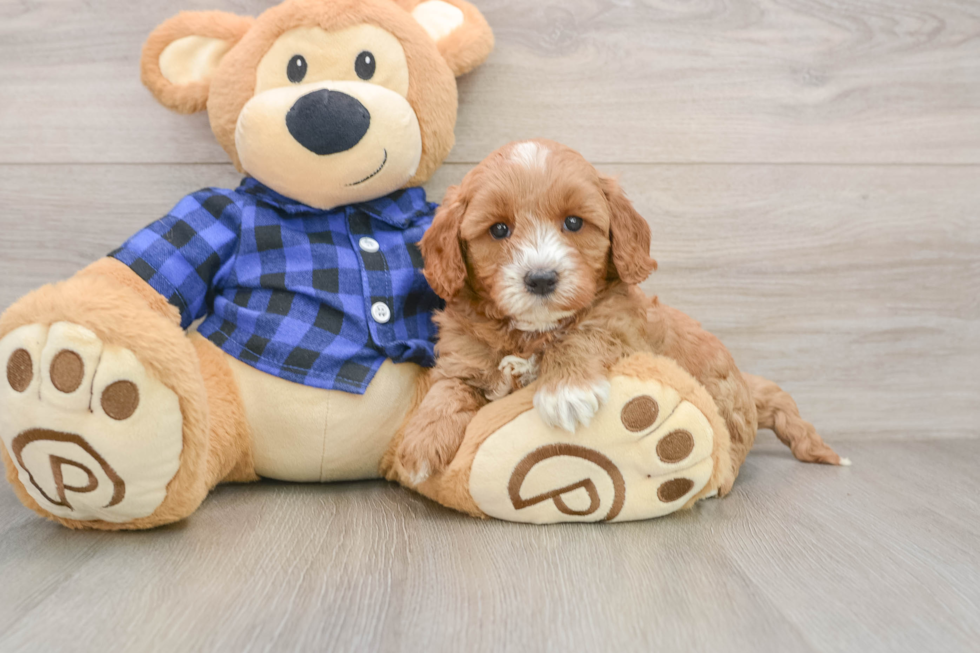 Best Mini Goldendoodle Baby