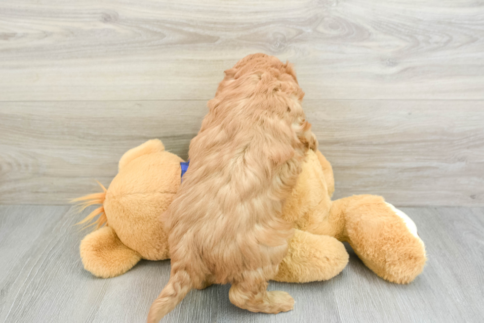 Adorable Golden Retriever Poodle Mix Poodle Mix Puppy