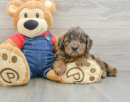 8 week old Mini Goldendoodle Puppy For Sale - Windy City Pups