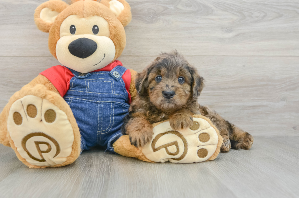 5 week old Mini Goldendoodle Puppy For Sale - Windy City Pups