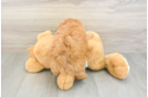 Happy Mini Goldendoodle Baby