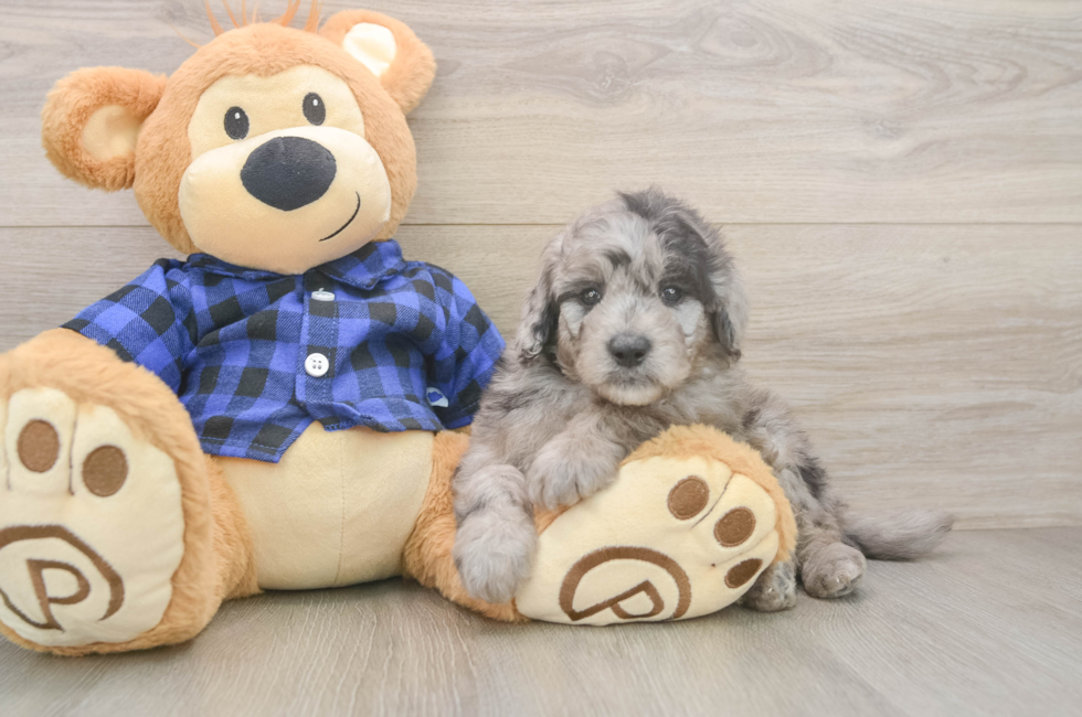 6 week old Mini Goldendoodle Puppy For Sale - Windy City Pups