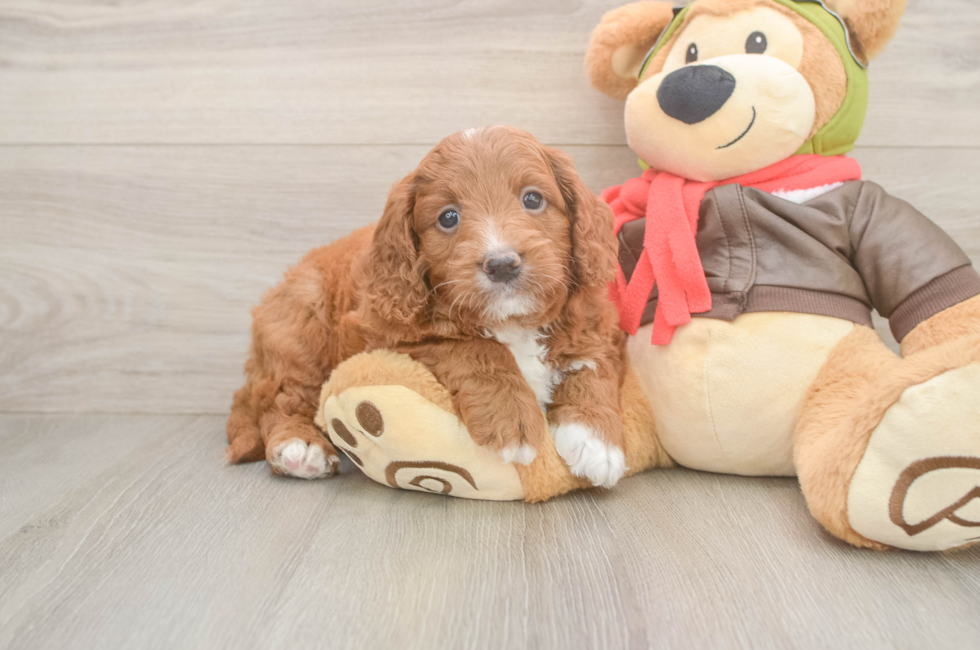 5 week old Mini Goldendoodle Puppy For Sale - Windy City Pups