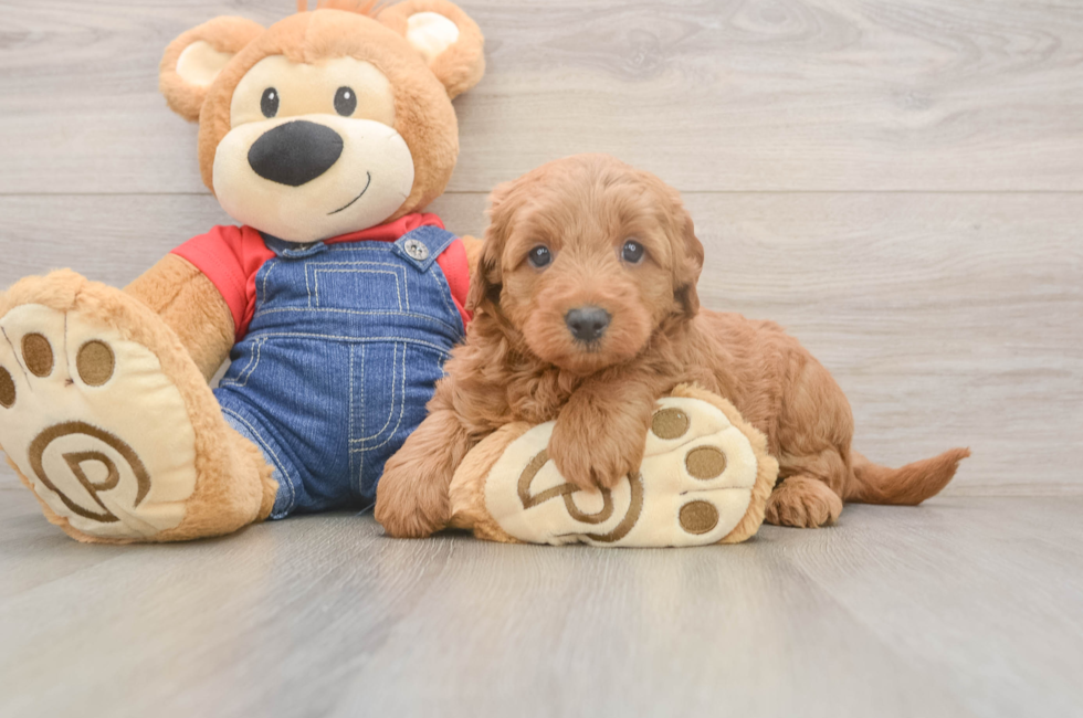 5 week old Mini Goldendoodle Puppy For Sale - Windy City Pups