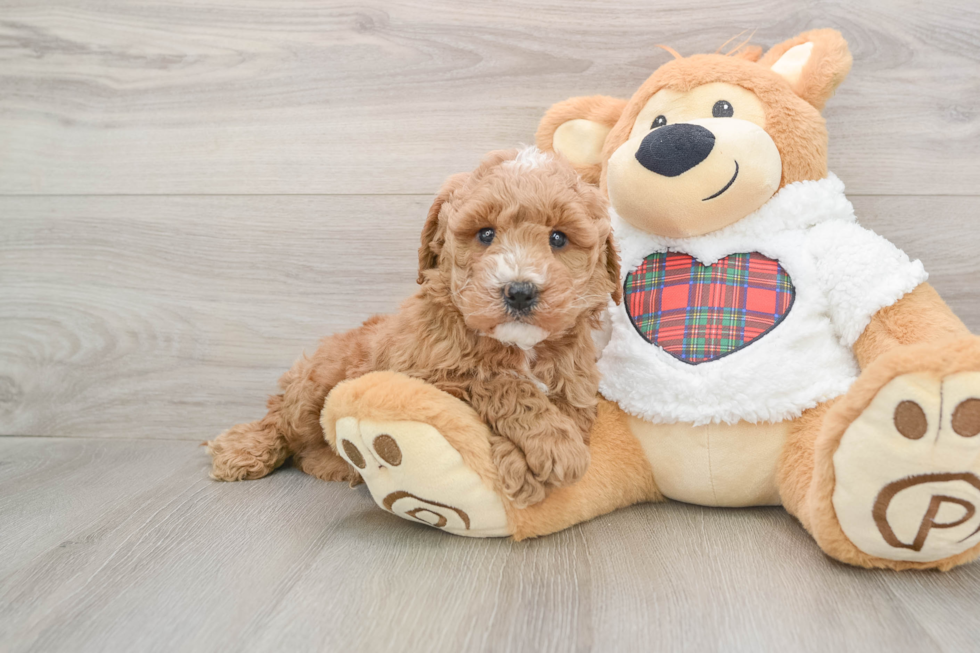 Best Mini Goldendoodle Baby