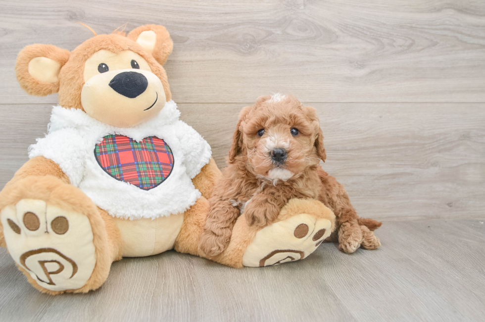 5 week old Mini Goldendoodle Puppy For Sale - Windy City Pups
