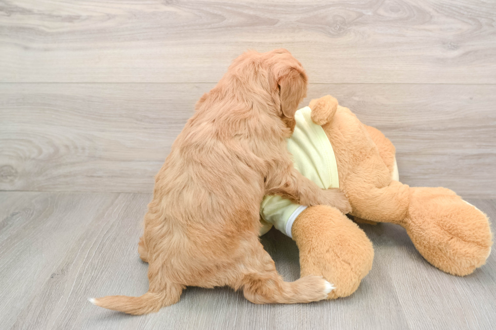 Friendly Mini Goldendoodle Baby