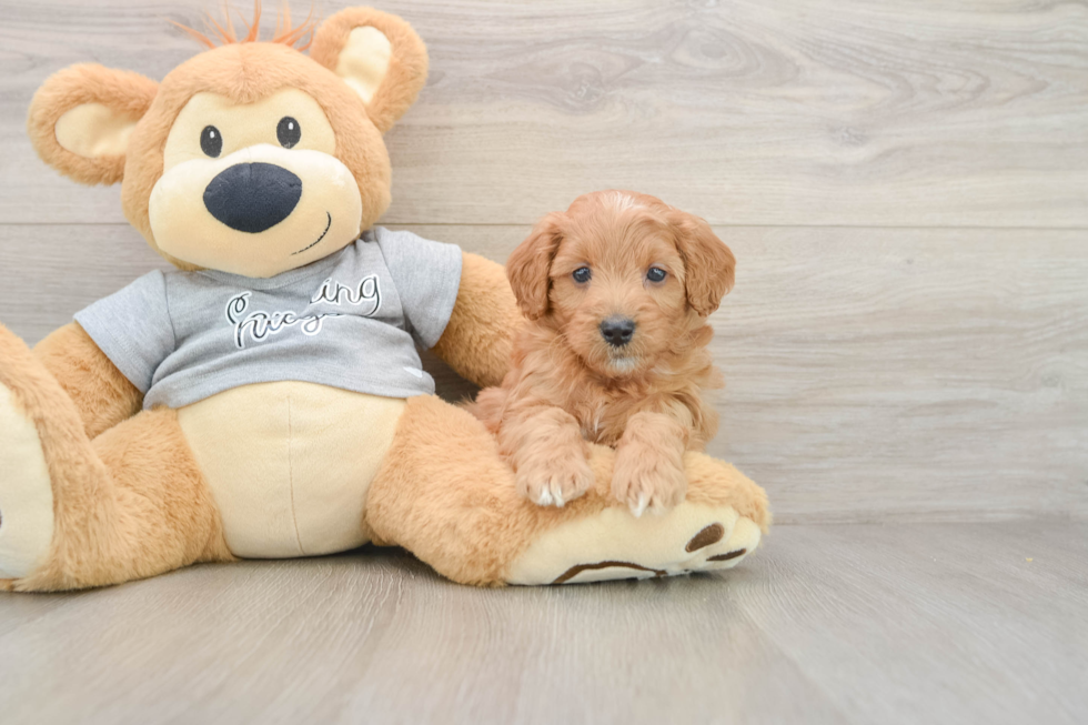 Funny Mini Goldendoodle Poodle Mix Pup