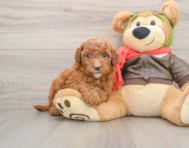 6 week old Mini Goldendoodle Puppy For Sale - Windy City Pups