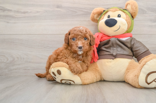 Best Mini Goldendoodle Baby