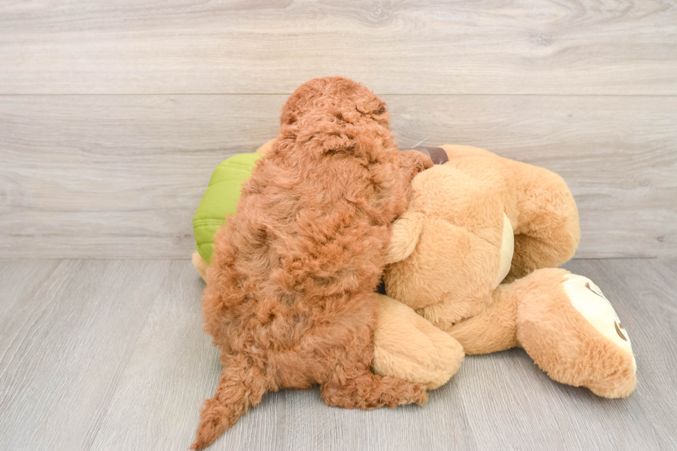 Adorable Golden Retriever Poodle Mix Poodle Mix Puppy