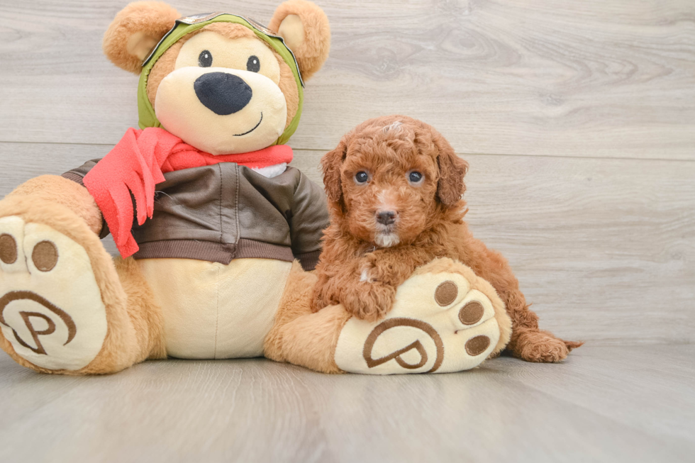 Mini Goldendoodle Puppy for Adoption