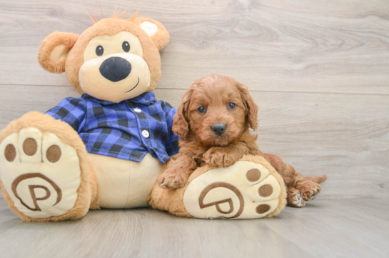 Small Mini Goldendoodle Baby