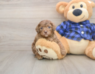 7 week old Mini Goldendoodle Puppy For Sale - Windy City Pups