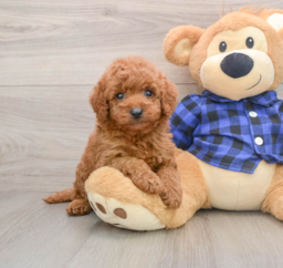 6 week old Mini Goldendoodle Puppy For Sale - Windy City Pups
