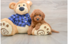 Mini Goldendoodle Pup Being Cute