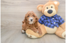 Best Mini Goldendoodle Baby