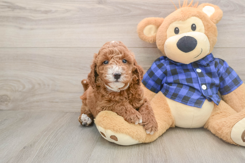 Best Mini Goldendoodle Baby