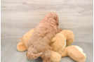 Cute Mini Goldendoodle Baby