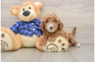 Energetic Golden Doodle Poodle Mix Puppy