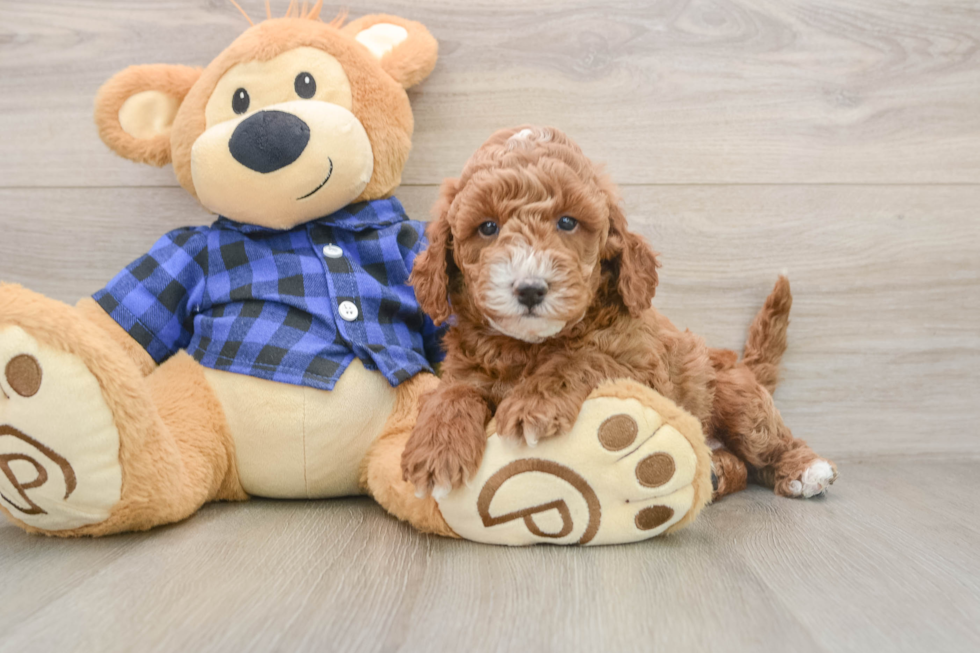 Energetic Golden Doodle Poodle Mix Puppy