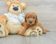 9 week old Mini Goldendoodle Puppy For Sale - Windy City Pups