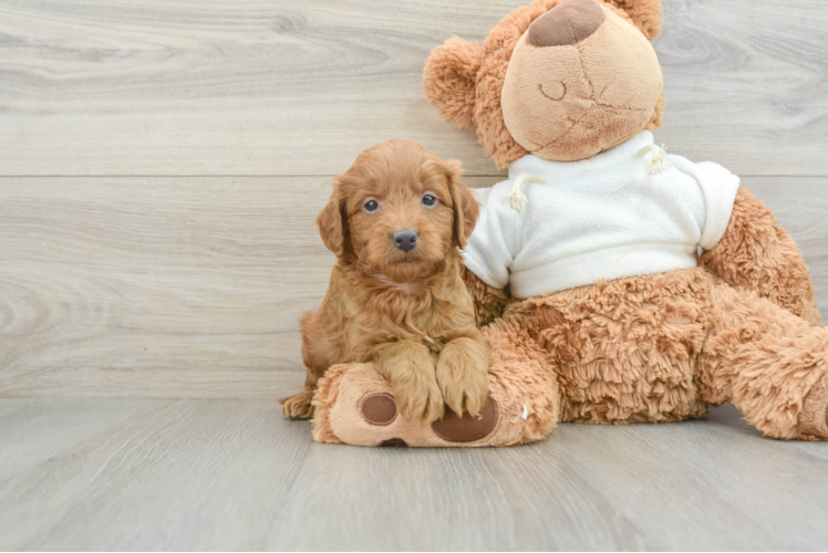 Adorable Golden Retriever Poodle Mix Poodle Mix Puppy