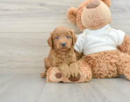 9 week old Mini Goldendoodle Puppy For Sale - Windy City Pups