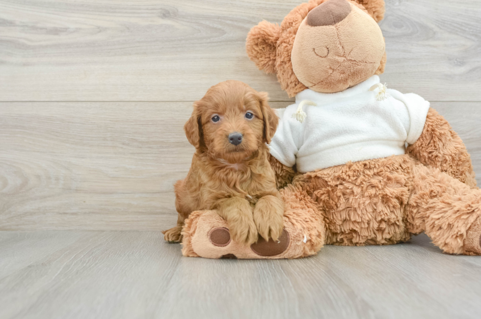 8 week old Mini Goldendoodle Puppy For Sale - Windy City Pups