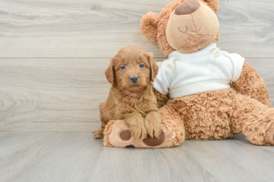 Adorable Golden Retriever Poodle Mix Poodle Mix Puppy