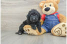 Best Mini Goldendoodle Baby