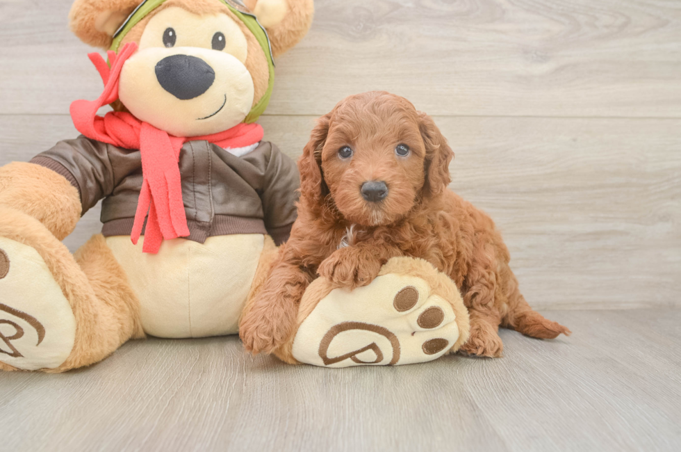 5 week old Mini Goldendoodle Puppy For Sale - Windy City Pups