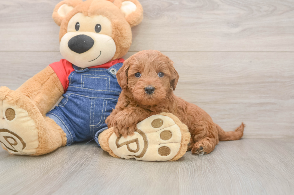 5 week old Mini Goldendoodle Puppy For Sale - Windy City Pups