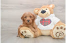 Cute Mini Goldendoodle Baby