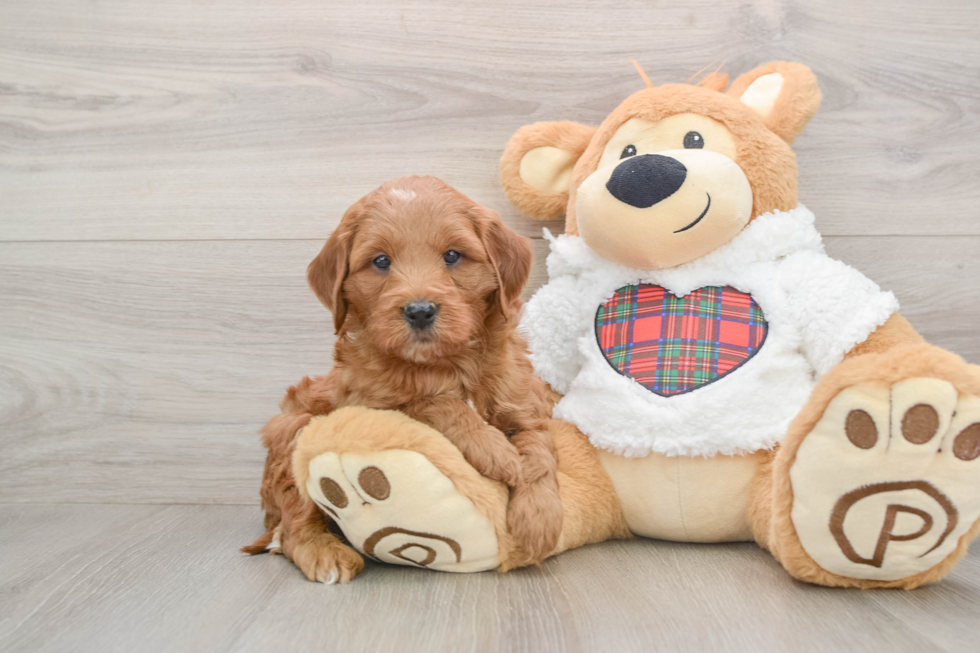 Cute Mini Goldendoodle Baby