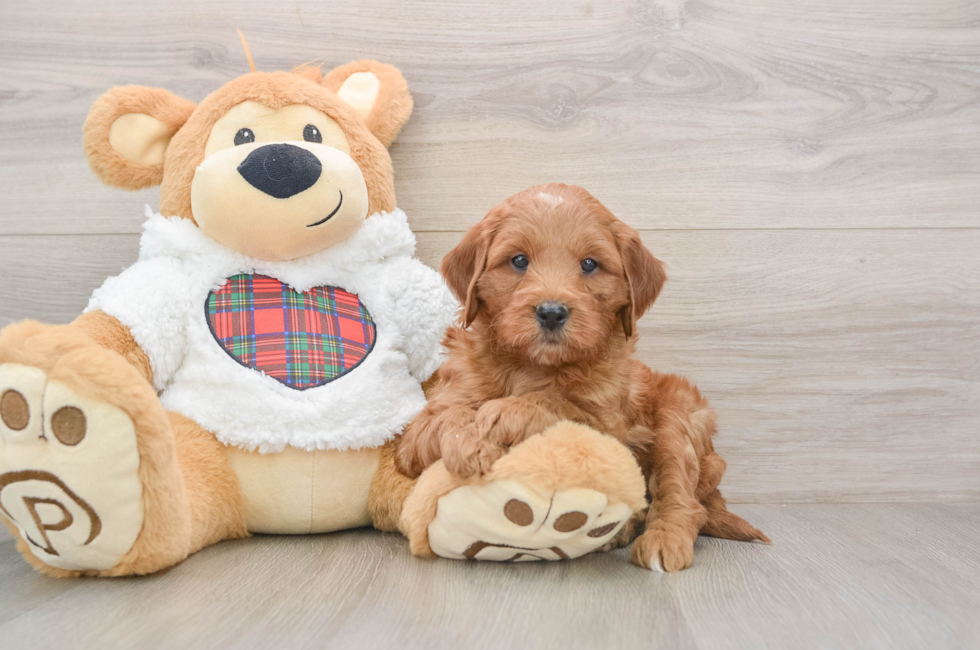 5 week old Mini Goldendoodle Puppy For Sale - Windy City Pups