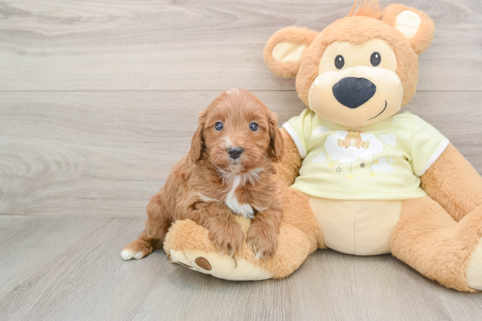 Mini Goldendoodle Pup Being Cute