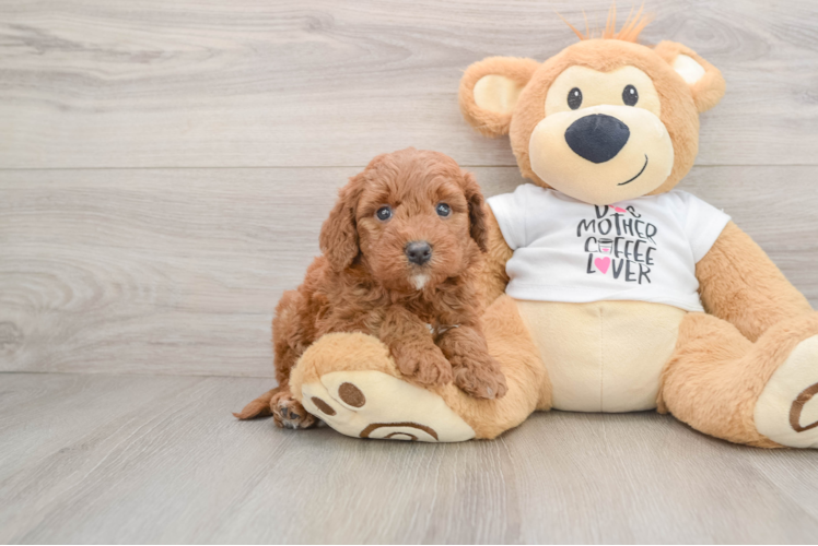 Mini Goldendoodle Pup Being Cute