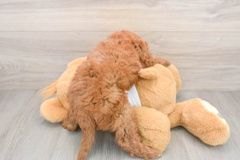 Mini Goldendoodle Puppy for Adoption