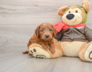 6 week old Mini Goldendoodle Puppy For Sale - Windy City Pups
