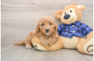 Small Mini Goldendoodle Baby