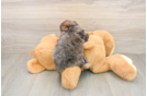Fluffy Mini Goldendoodle Poodle Mix Pup