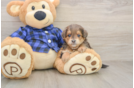 Mini Goldendoodle Puppy for Adoption